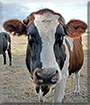 Baby the Freisian Cattle Cross