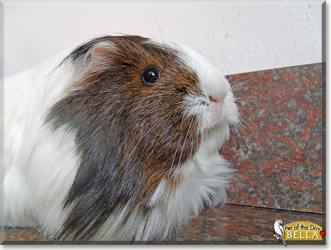 Bella the Silkie Guinea Pig, the Pet of the Day