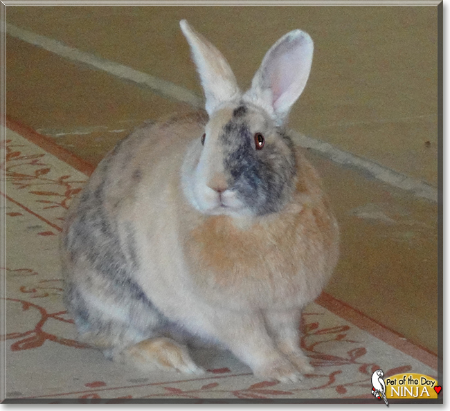 Ninja the Mixed breed Rabbit, the Pet of the Day