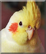 Joko the Cockatiel