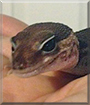 Galileo the Leopard Gecko