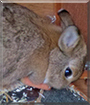 Sleepy the Dwarf Rabbit