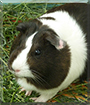 Star-Princess the Guinea Pig