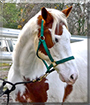 Willy the Quarter Horse
