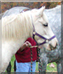 Jubilee the Connemara Pony