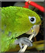 Paco the White-Eyed Conure