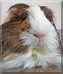 Bella the Silkie Guinea Pig
