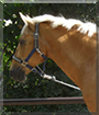 Dolfino the German Riding Horse
