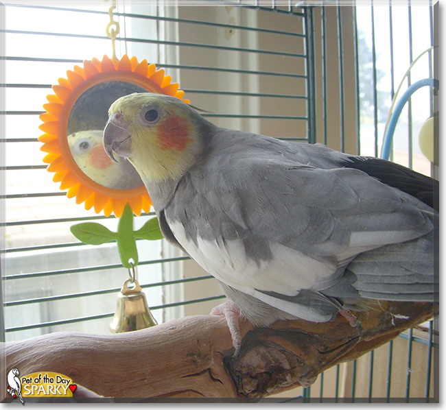 Sparky the Cockatiel, the Pet of the Day