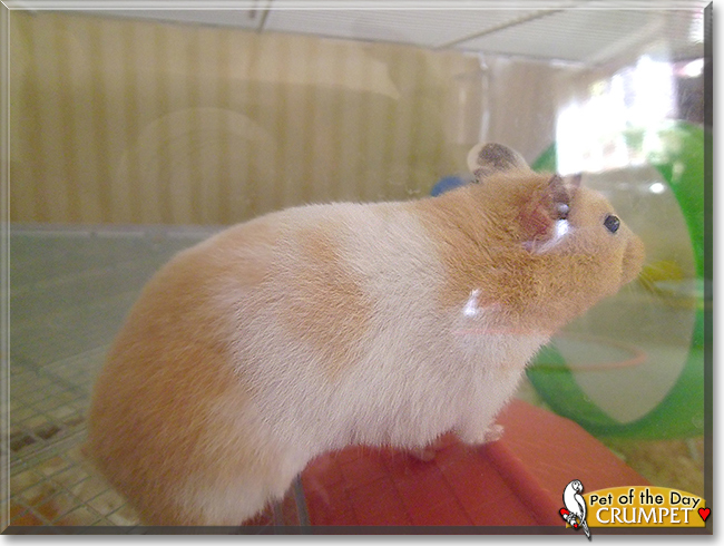 Crumpet the Syrian Hamster, the Pet of the Day