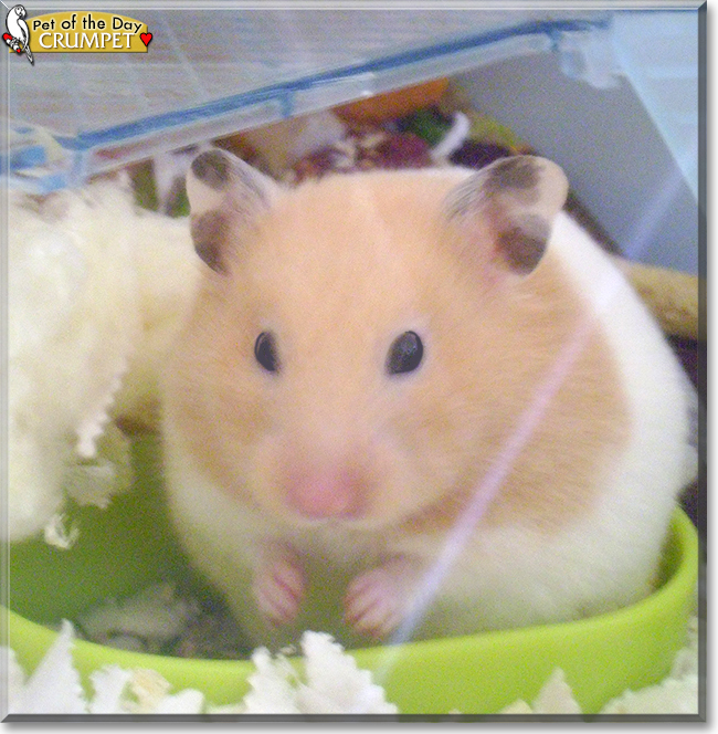 Crumpet the Syrian Hamster, the Pet of the Day