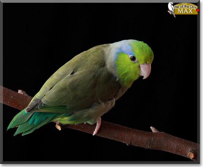 Max the Pacific Parrotlet, the Pet of the Day