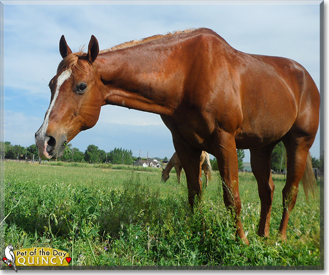 Quincy the Breeding Stock Paint Horse, the Pet of the Day