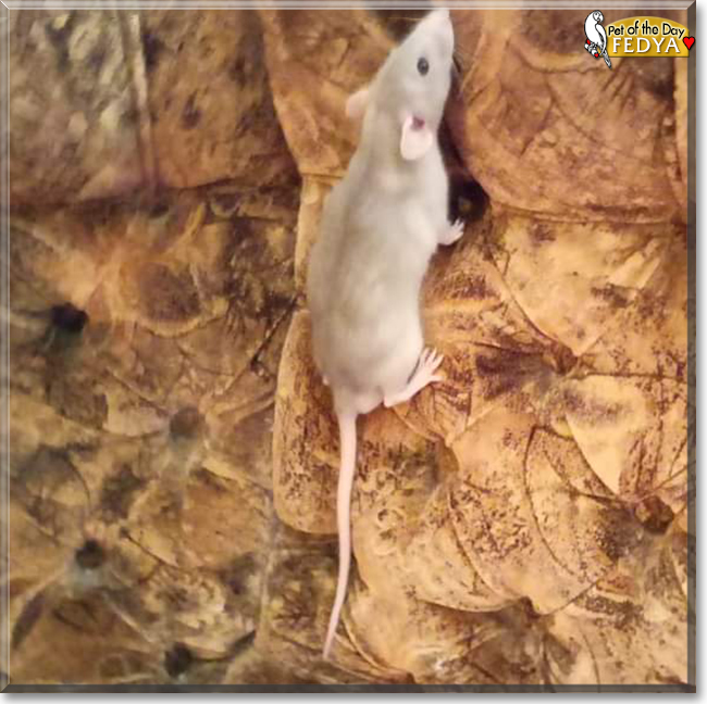 Fedya & Plumpy the Fancy Rats, the Pet of the Day