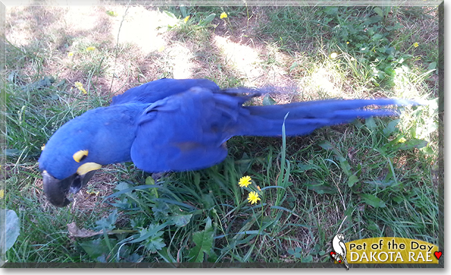 Dakota Rae the Blue Hyacinth Macaw, the Pet of the Day