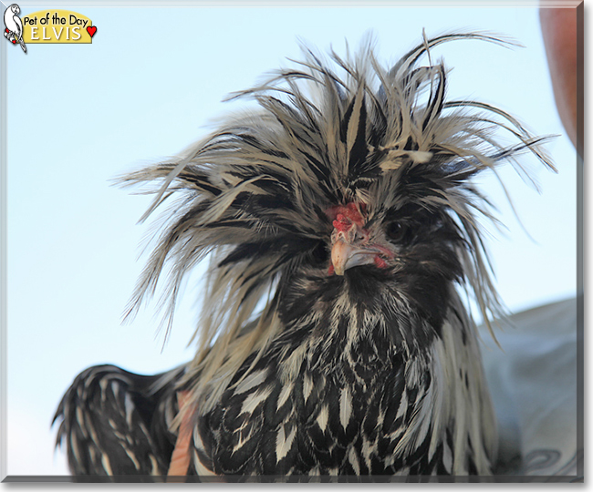 Elvis the Polish Chicken, the Pet of the Day