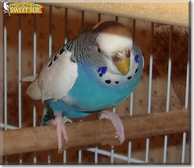 Sweet Sue and Andy the Parakeets, the Pet of the Day