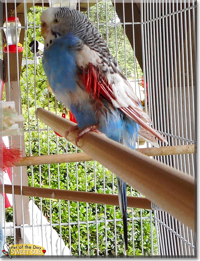 Sweet Sue and Andy the Parakeets, the Pet of the Day