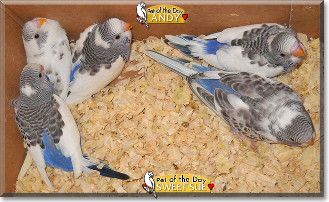 Sweet Sue and Andy the Parakeets, the Pet of the Day