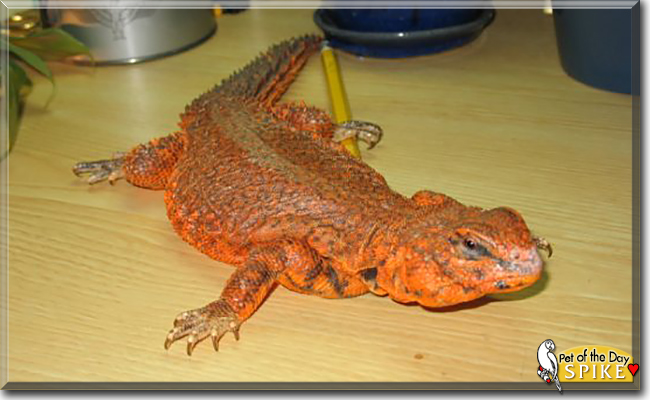 Spike the Nigerian Uromastyx, the Pet of the Day