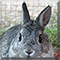 Prince the Netherland Dwarf Rabbit