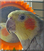 Sparky the Cockatiel