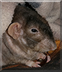 Uncle Suresh the Fancy Rat