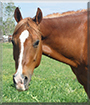 Quincy the Breeding Stock Paint Horse