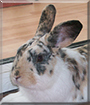 Dewey the English Spot/Dutch Rabbit