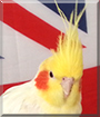 Otto the Lutino Cockatiel