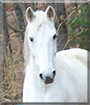 Scar the Quarter Horse/Arabian cross