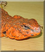 Spike the Nigerian Uromastyx