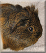Lilly the Guinea Pig