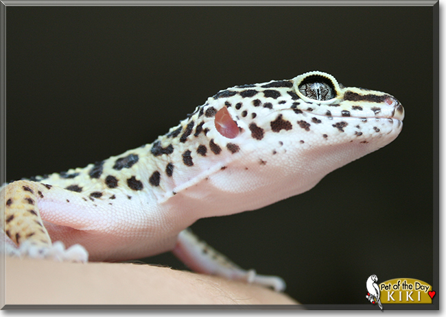Kiki the Leopard Gecko, the Pet of the Day