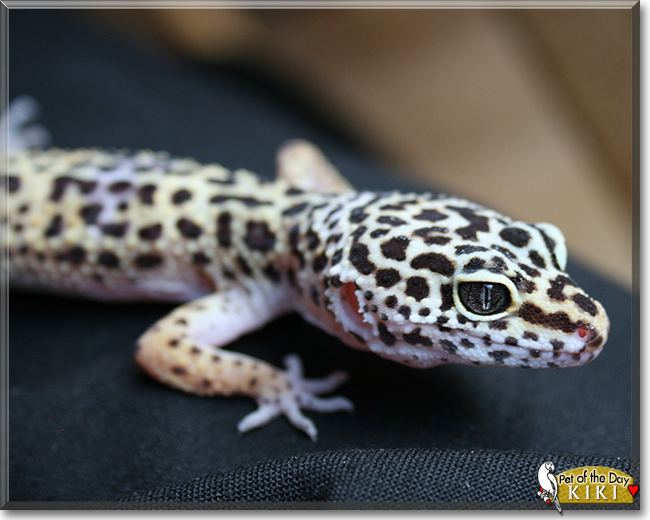 Kiki the Leopard Gecko, the Pet of the Day