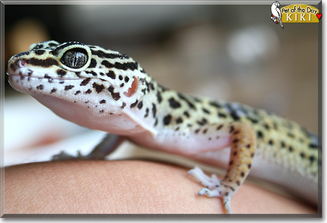 Kiki the Leopard Gecko, the Pet of the Day