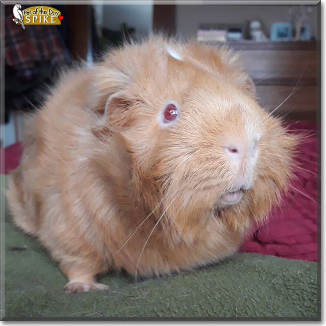 Spike the Guinea Pig, the Pet of the Day