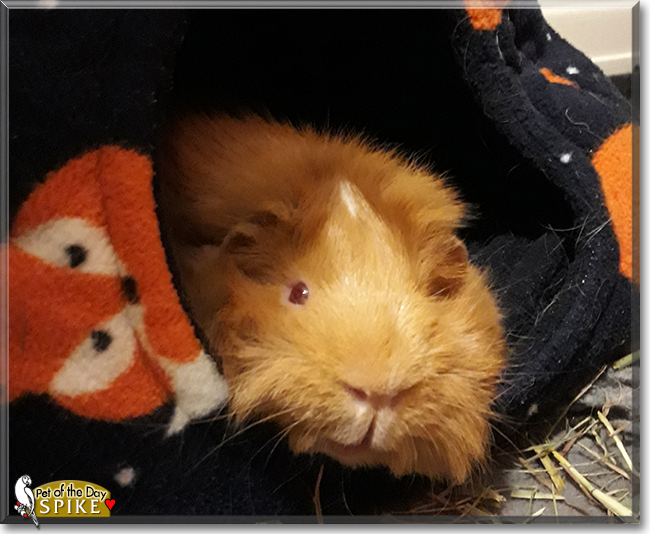 Spike the Guinea Pig, the Pet of the Day