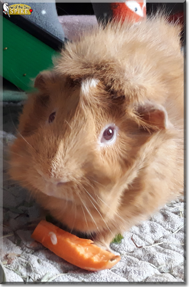 Spike the Guinea Pig, the Pet of the Day
