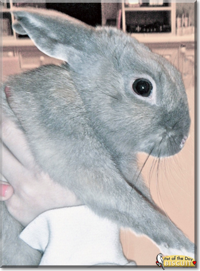 Biscuit the Rabbit, the Pet of the Day