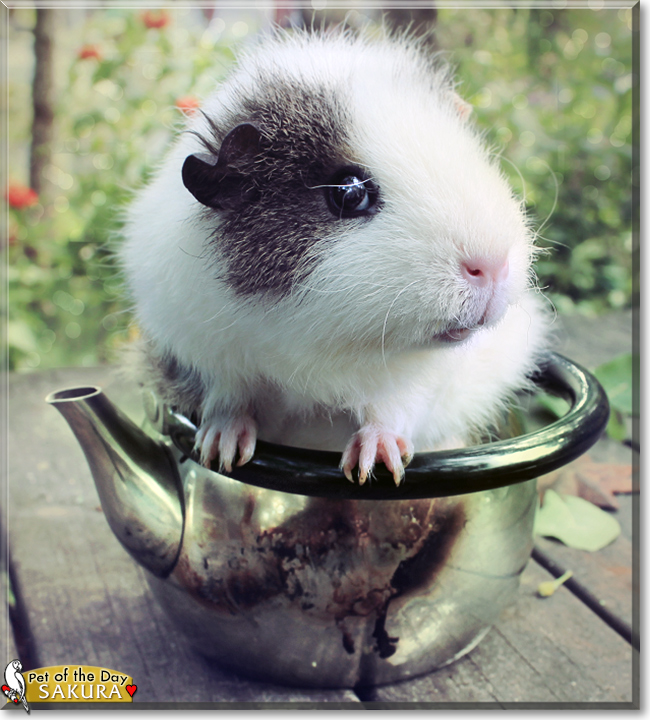 Sakura the Guinea Pig, the Pet of the Day