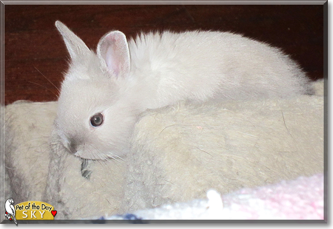 Sky the Lionhead Rabbit, the Pet of the Day