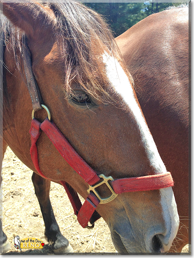 Reno the Mustang, the Pet of the Day