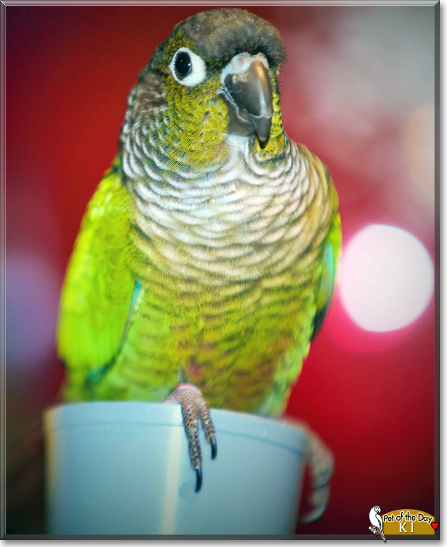 Ki the Green Cheek Conure, the Pet of the Day