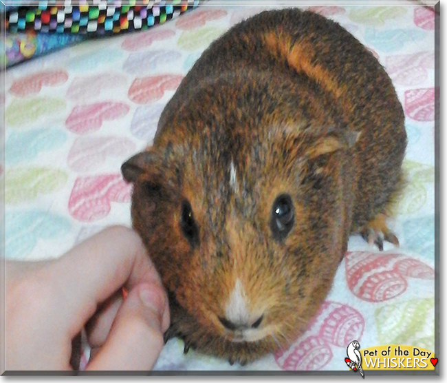 Whiskers the Guinea Pig, the Pet of the Day
