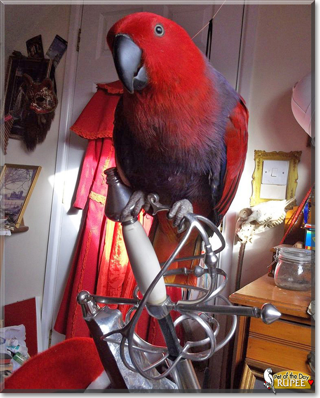 Rupee the Eclectus Parrot, the Pet of the Day
