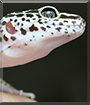 Kiki the Leopard Gecko