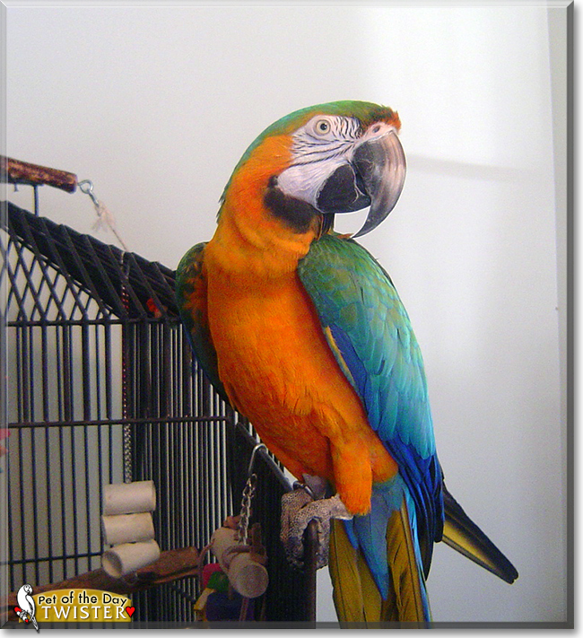 Twister the Catalina Macaw, the Pet of the Day