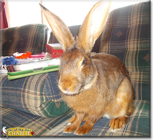 Charlie the Belgian Hare, the Pet of the Day