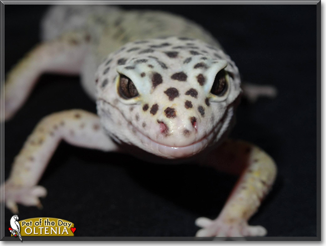 Oltenia the Leopard Gecko, the Pet of the Day